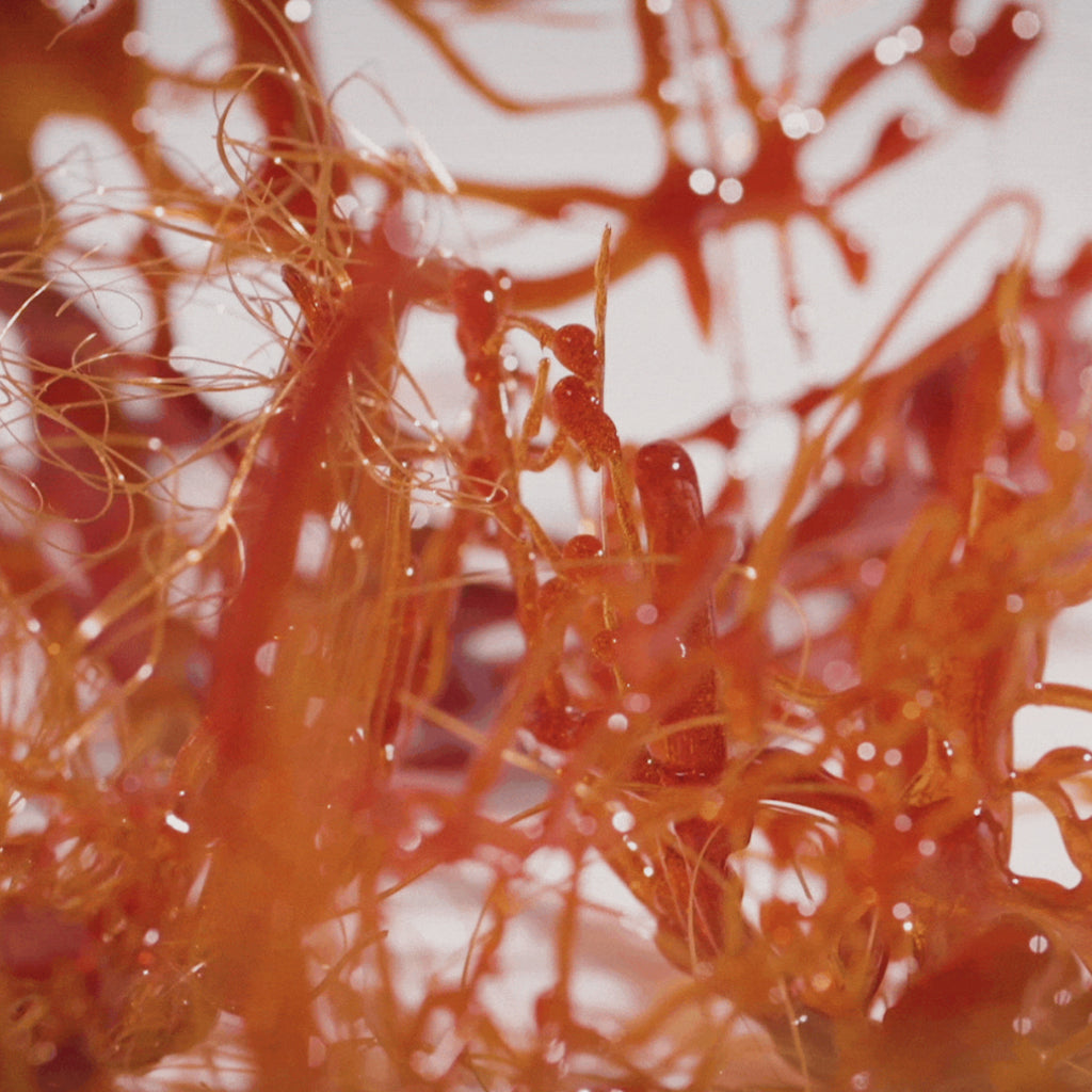 Brazil Antonio Rigno