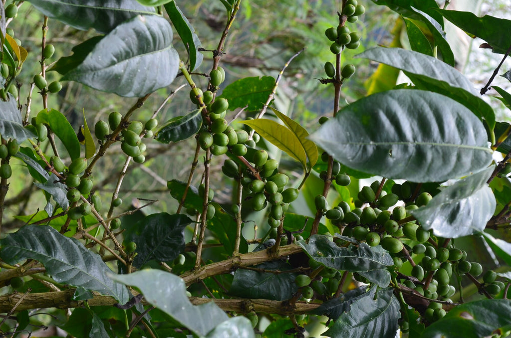 Official image for Intelligentsia Coffee sources Colombia La Laja Geisha in partnership with Banexport