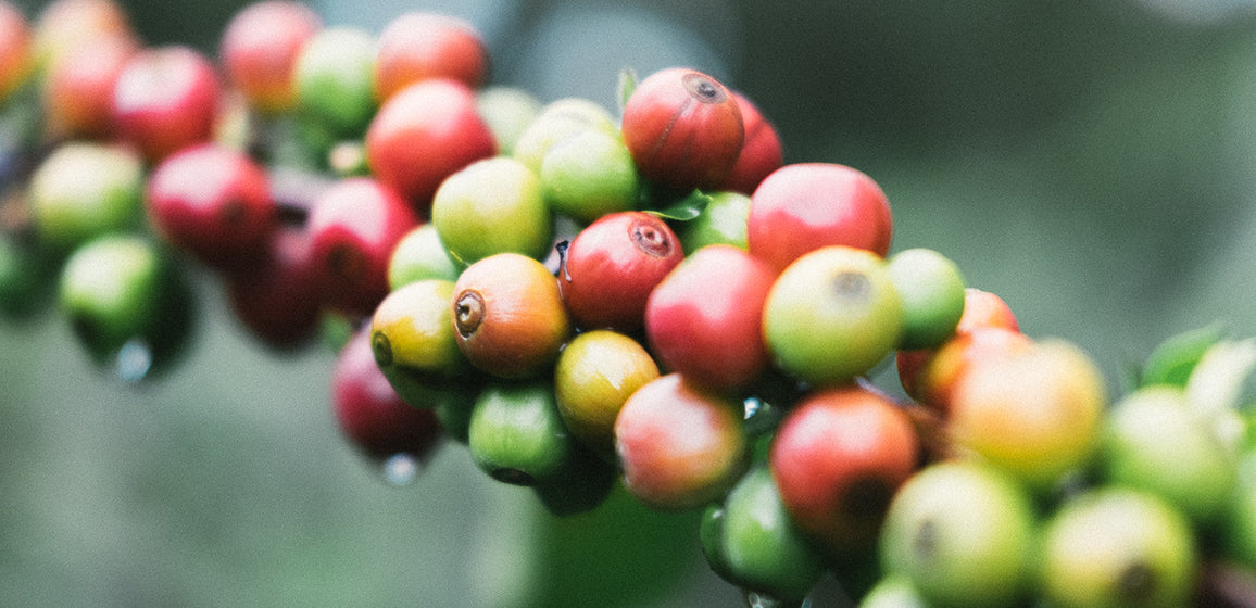 Intelligentsia Classics | Coffee Subscription | Intelligentsia Coffee