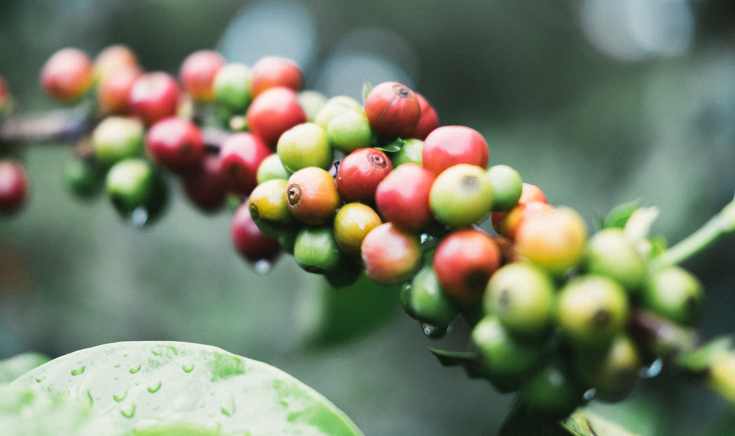 Intelligentsia Classics | Coffee Subscription | Intelligentsia Coffee
