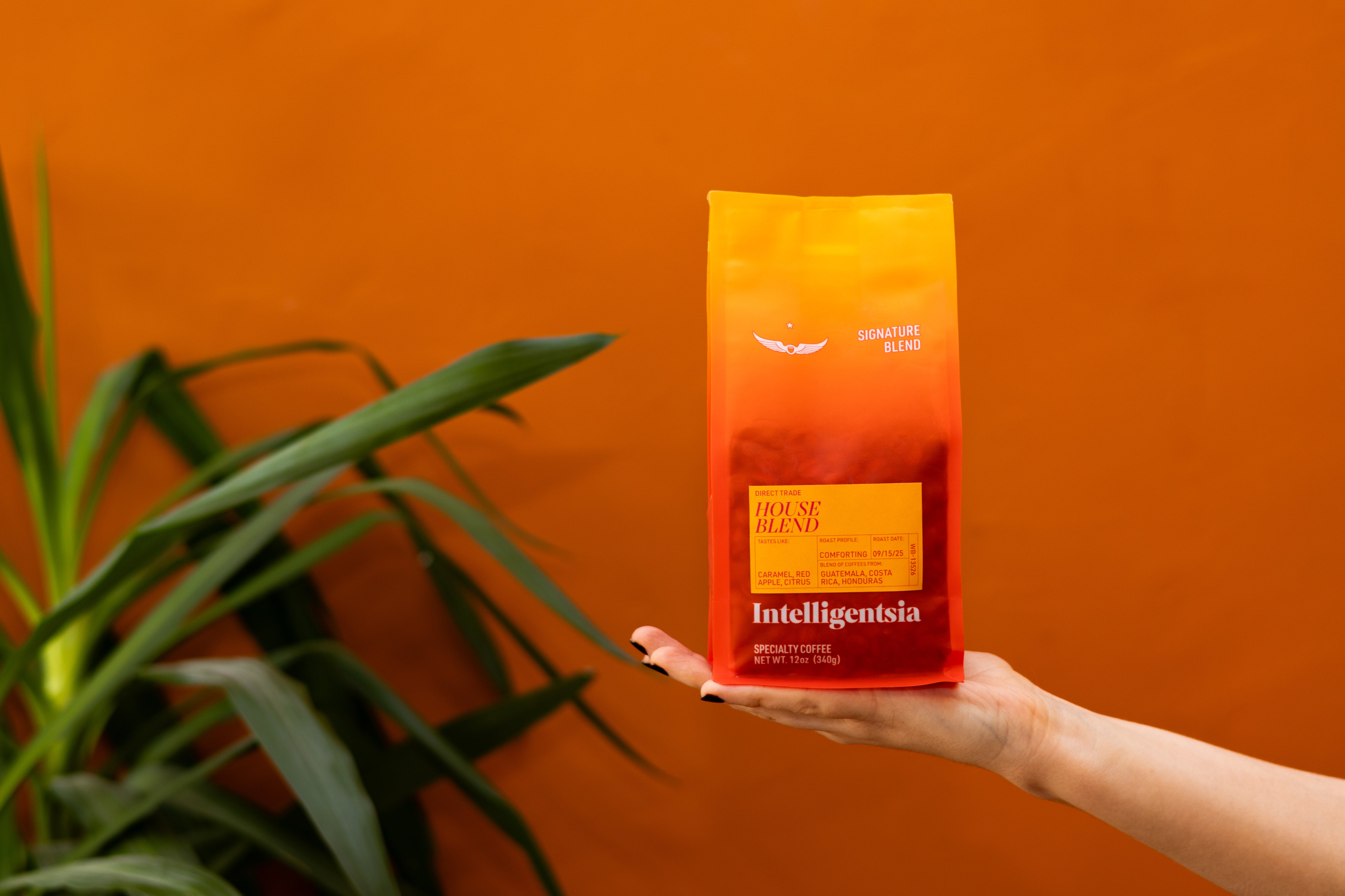 Holiday Special Selection Bundle | Coffee Gifts | Intelligentsia
