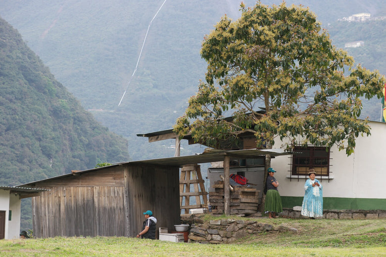 Single Origin | Bolivia Finca Takesi Geisha